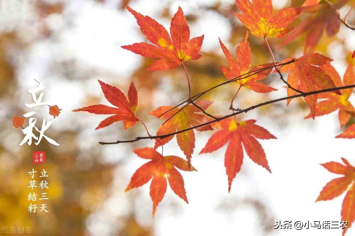 明日立秋，俗语“立秋不下雨，24个秋老虎”，立秋下雨好不好？