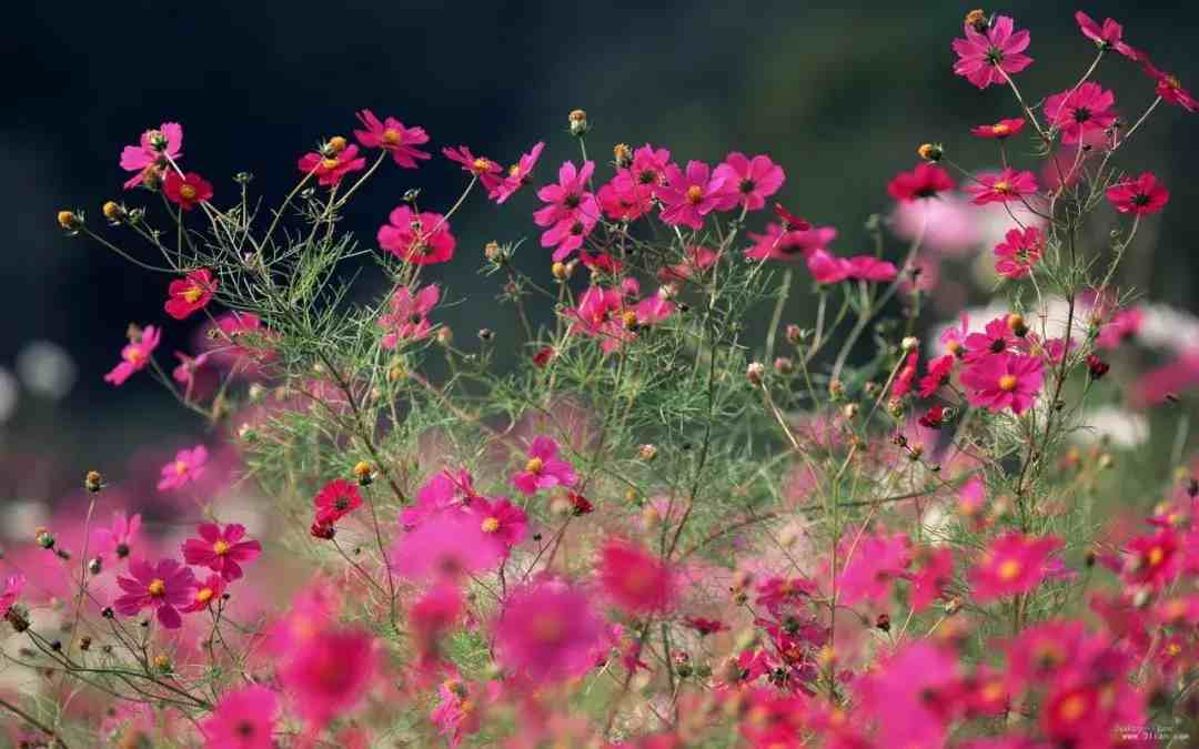 泰戈尔：生如夏花