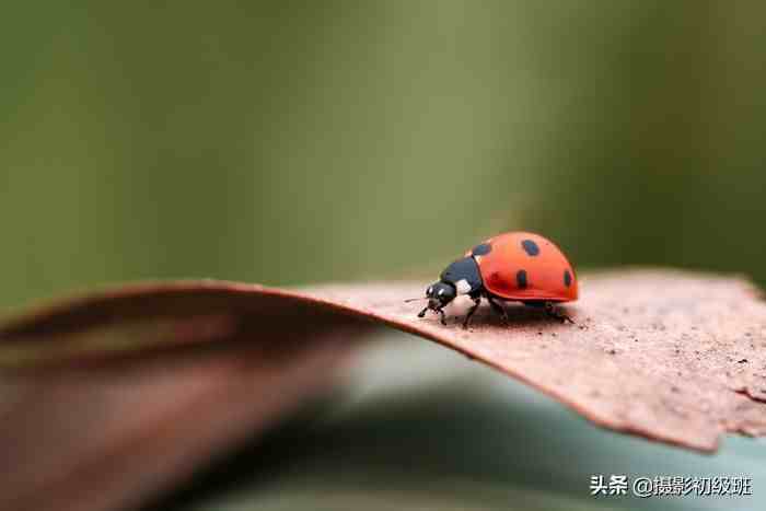 摄影基础知识：微距拍摄技巧