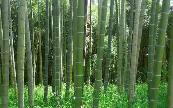 竹子的用途|竹子的价值和用途有哪些