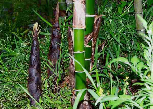 竹子的用途|竹子的价值和用途有哪些