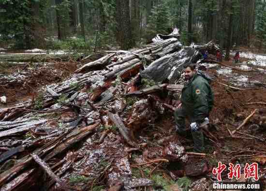 加州红杉|美国加州巨型红杉被刮倒
