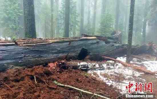 加州红杉|美国加州巨型红杉被刮倒