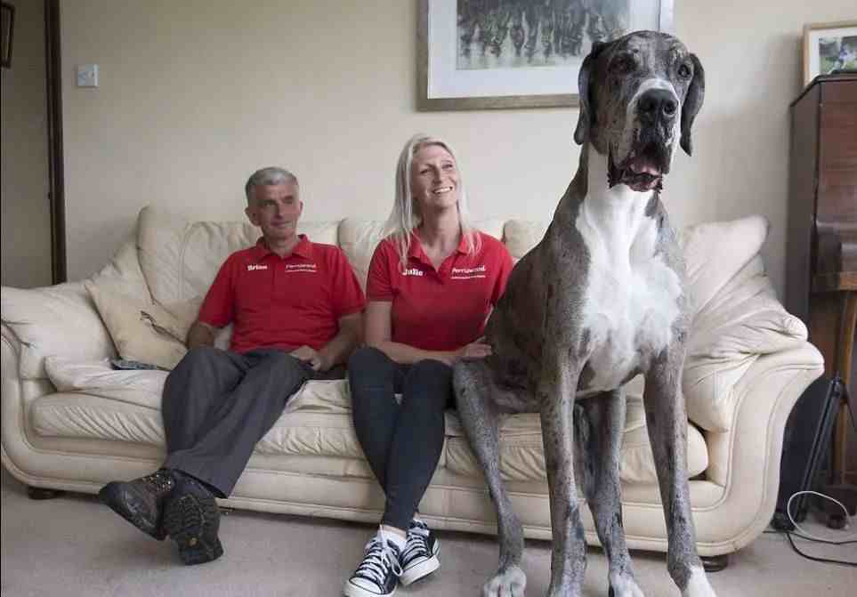 世界上最大的狗|世界上最小的狗