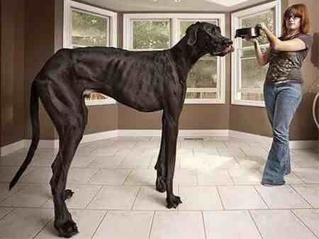 世界上最大的狗|世界上最小的狗