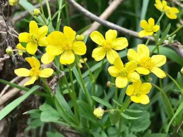 草药图片大全|农村这6种野草，全是名贵药材