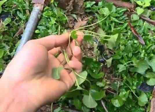 草药图片大全|农村这6种野草，全是名贵药材