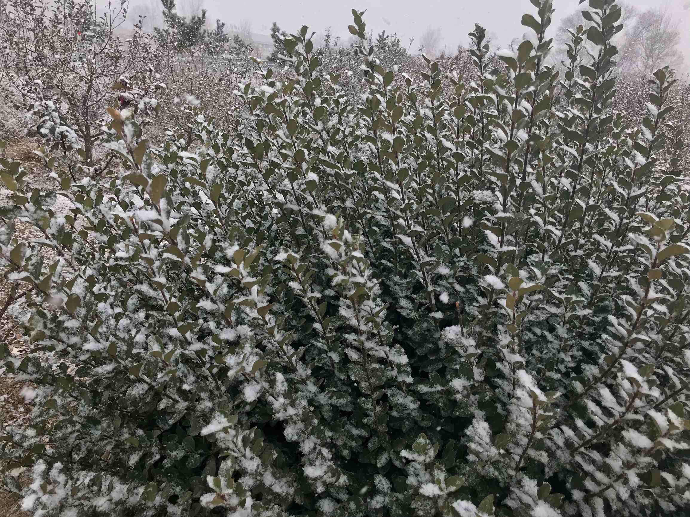 散文——北方的雪