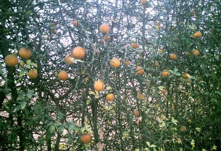 橘生淮南则为橘生于淮北则为枳出自哪篇文章|为什么橘生淮南则为橘，橘生淮北则为枳