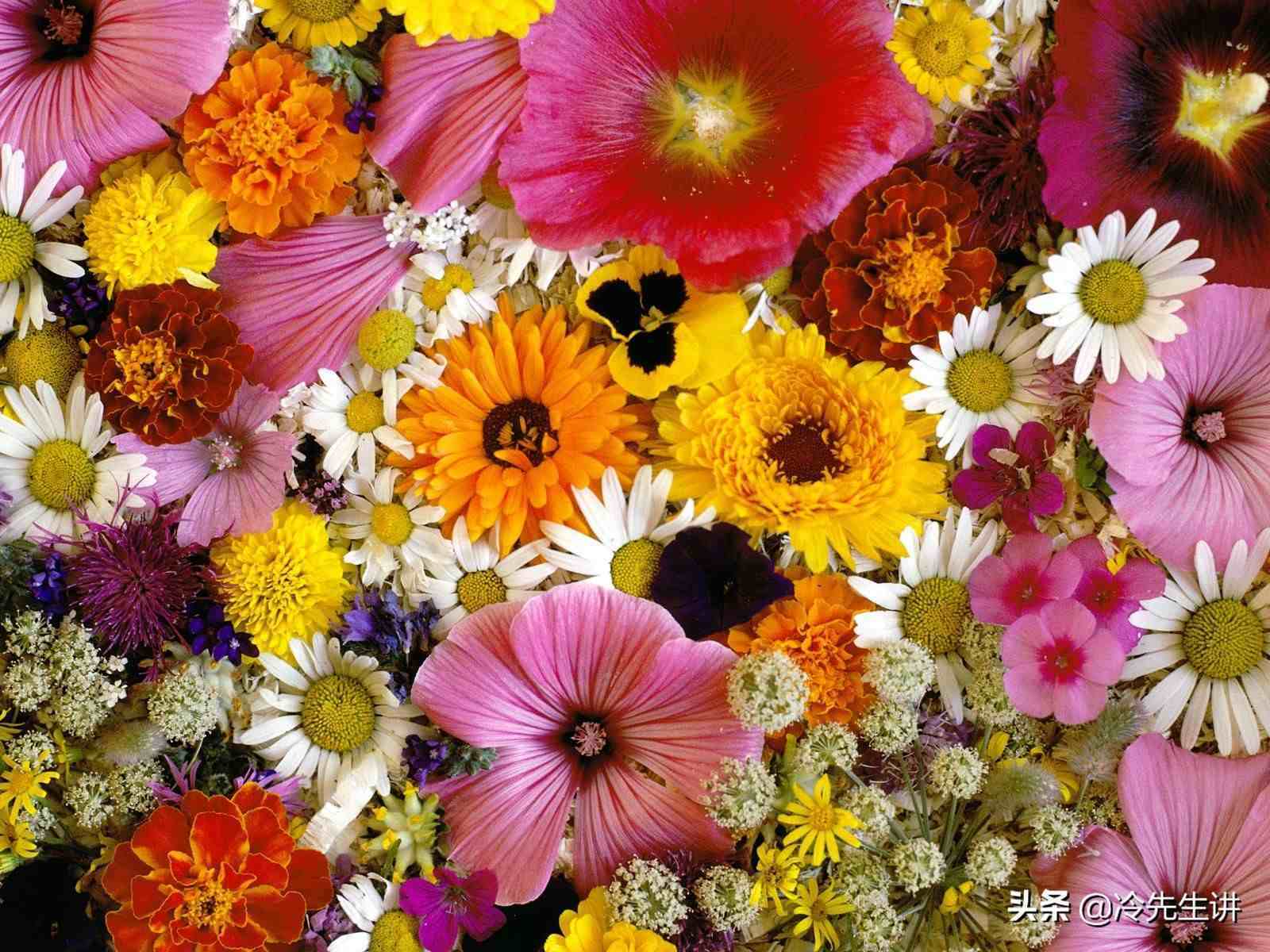 从1支到1001只花朵支数的含义和6大赠花礼仪的规则