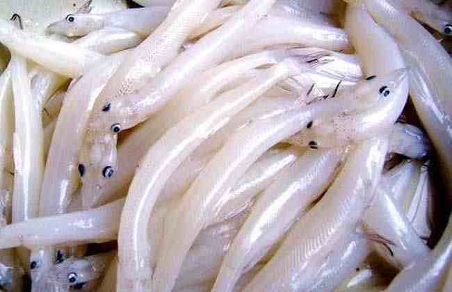 白肌银鱼|白肌银鱼的食用方法
