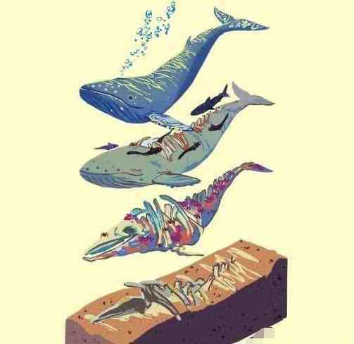 “一鲸落，万物生”，鲸落是什么？为什么说它是最浪漫的死亡？