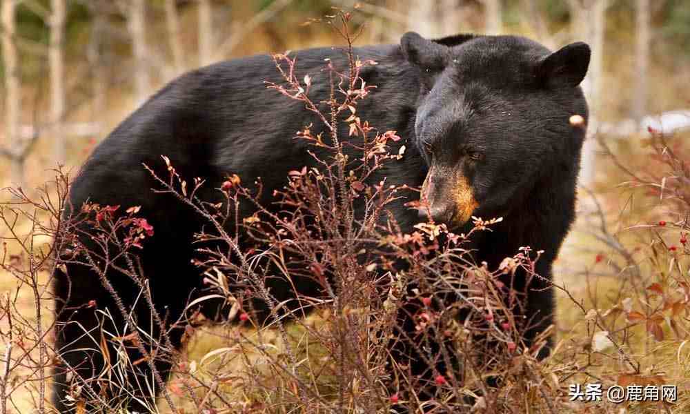 熊冬眠是怎么回事？你想像熊一样冬眠吗？