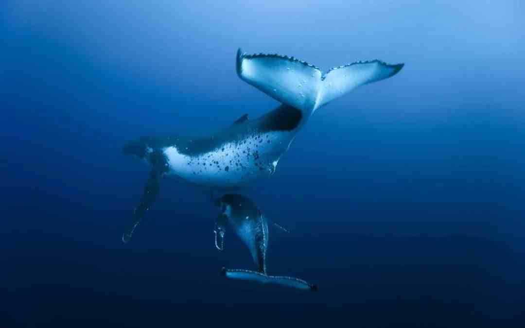“一鲸落，万物生”，鲸落是什么？为什么说它是最浪漫的死亡？