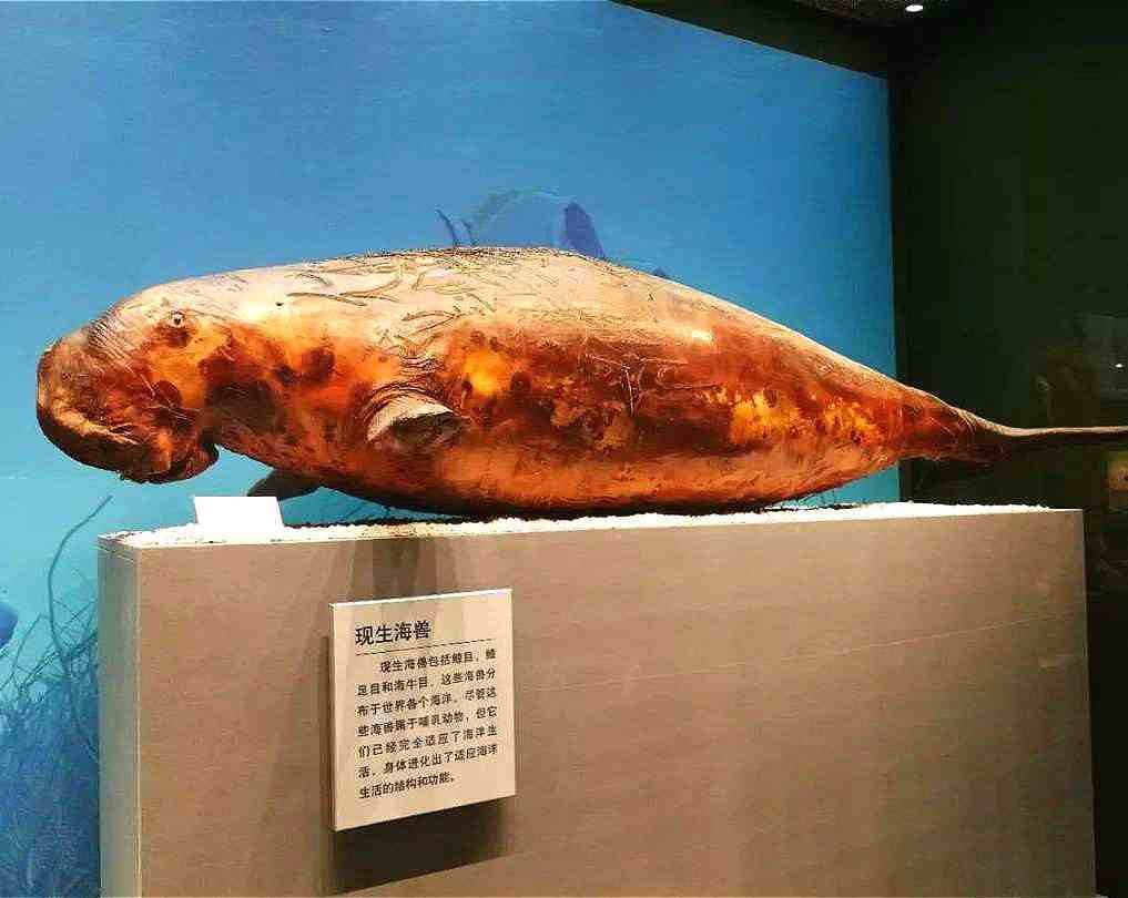 世界上到底有没有美人鱼？40年前，中国捕捞到的奇异生物是什么？