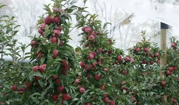 波兰苹果|波兰苹果凭什么和中国苹果较量