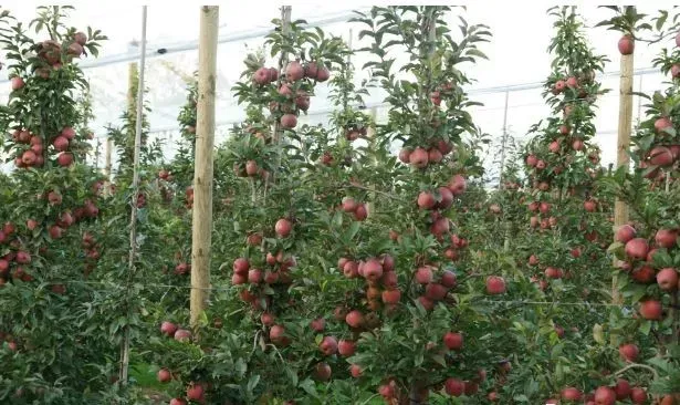 波兰苹果凭什么和中国苹果较量？
