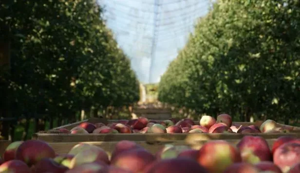 波兰苹果|波兰苹果凭什么和中国苹果较量