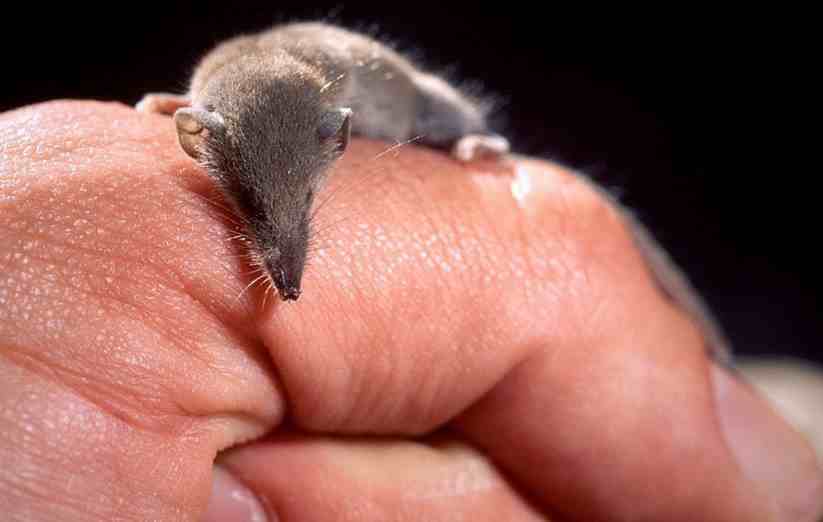 世界上最小的哺乳动物|世界最小的哺乳动物是什么？体积超小