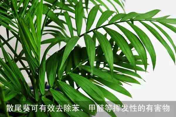 净化室内空气的植物(13种净化空气效果最好的植物)
