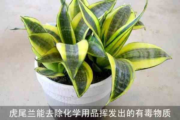 净化室内空气的植物(13种净化空气效果最好的植物)