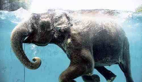 为什么大象用鼻子吸水不会被呛到？