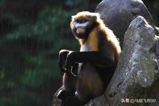 中国稀有动物(中国有哪些濒临灭绝的珍稀动物)