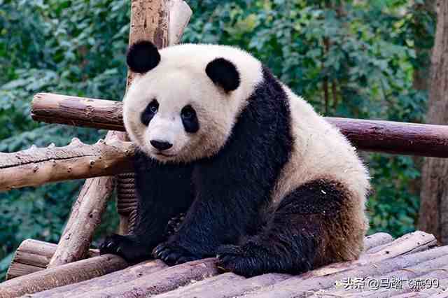 中国有哪些濒临灭绝的珍稀动物？中国濒危珍稀动物排行，一起看看