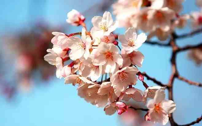 七首杏花诗词，惊艳了整个春天