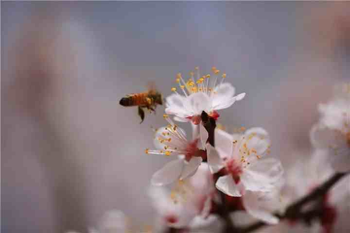 关于杏花的诗句|七首杏花诗词，惊艳了整个春天