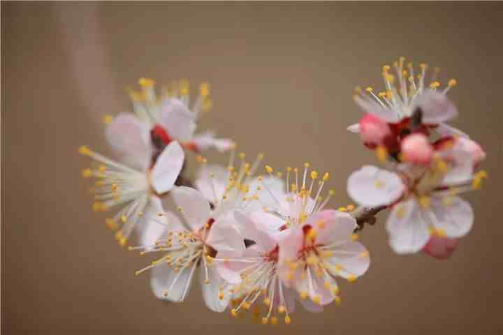 关于杏花的诗句|七首杏花诗词，惊艳了整个春天