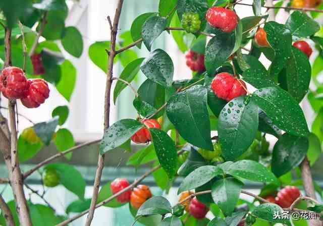 红果仔，让人看了就想吃掉的水果盆栽，养在家中超美！