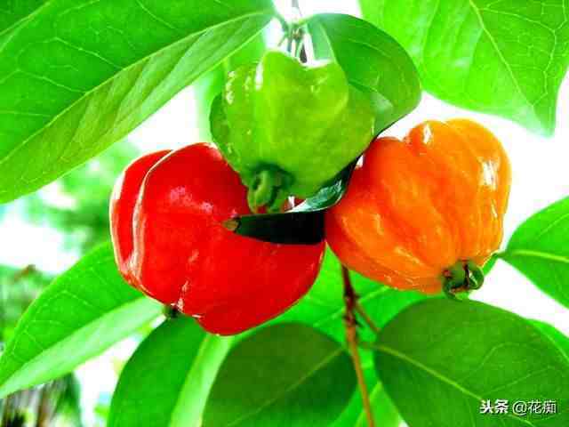红果仔，让人看了就想吃掉的水果盆栽，养在家中超美！