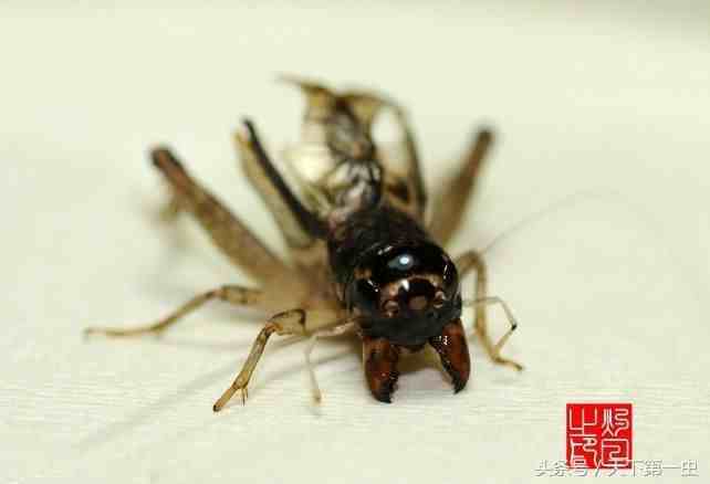 中国蟋蟀网|2020蟋蟀市场