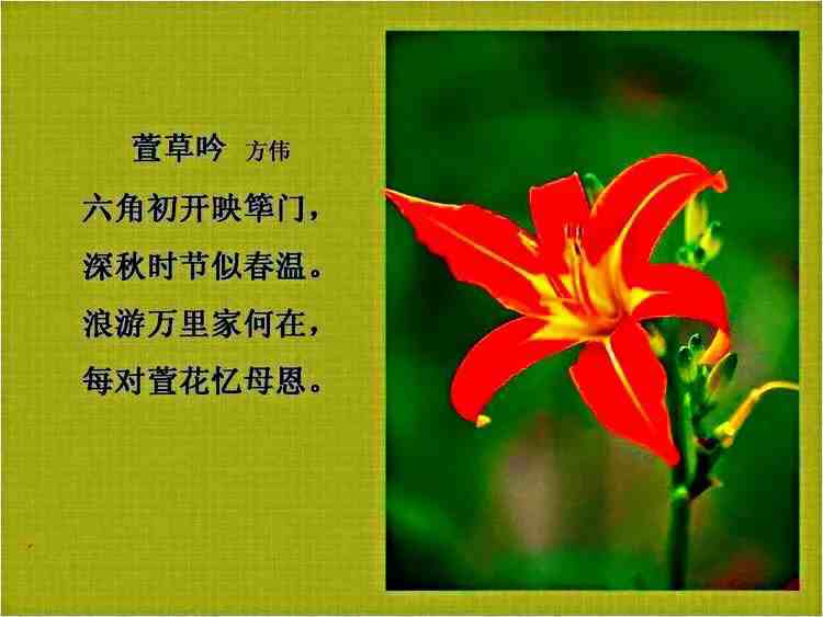 中国的母亲花～萱草花