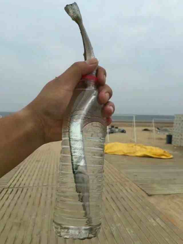 赶海奇遇：烟台金沙滩抓到一条奇怪的鱼～附赠烟台潮汐表