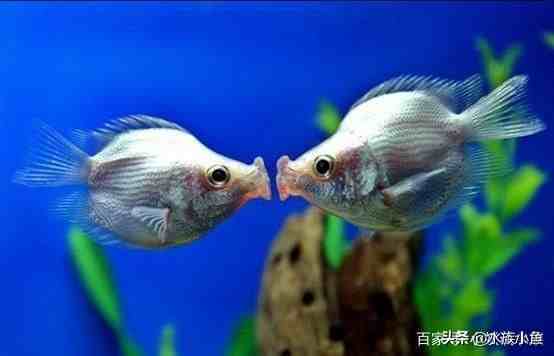 接吻鱼为什么接吻|接吻鱼为什么“接吻”呢？