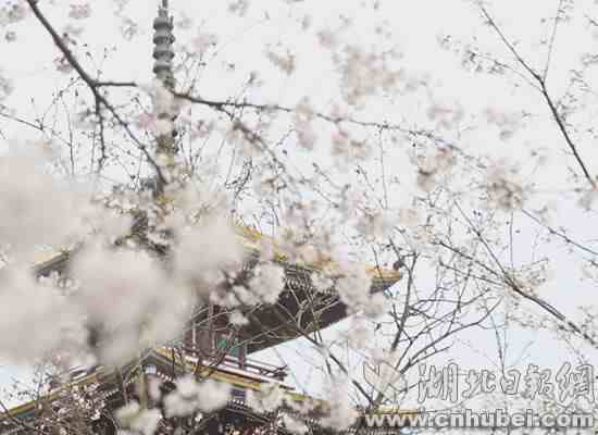 在那樱花盛开时 武汉游客与樱花的浪漫邂逅