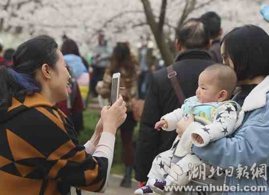 在那樱花盛开时 武汉游客与樱花的浪漫邂逅