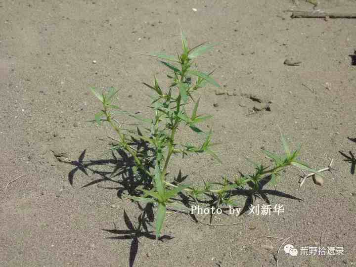 沙漠中的稻米——沙蓬属植物