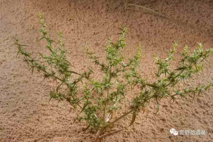 沙漠中的稻米——沙蓬属植物