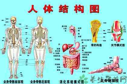 五脏六腑的位置|人体五脏六腑器官分布图