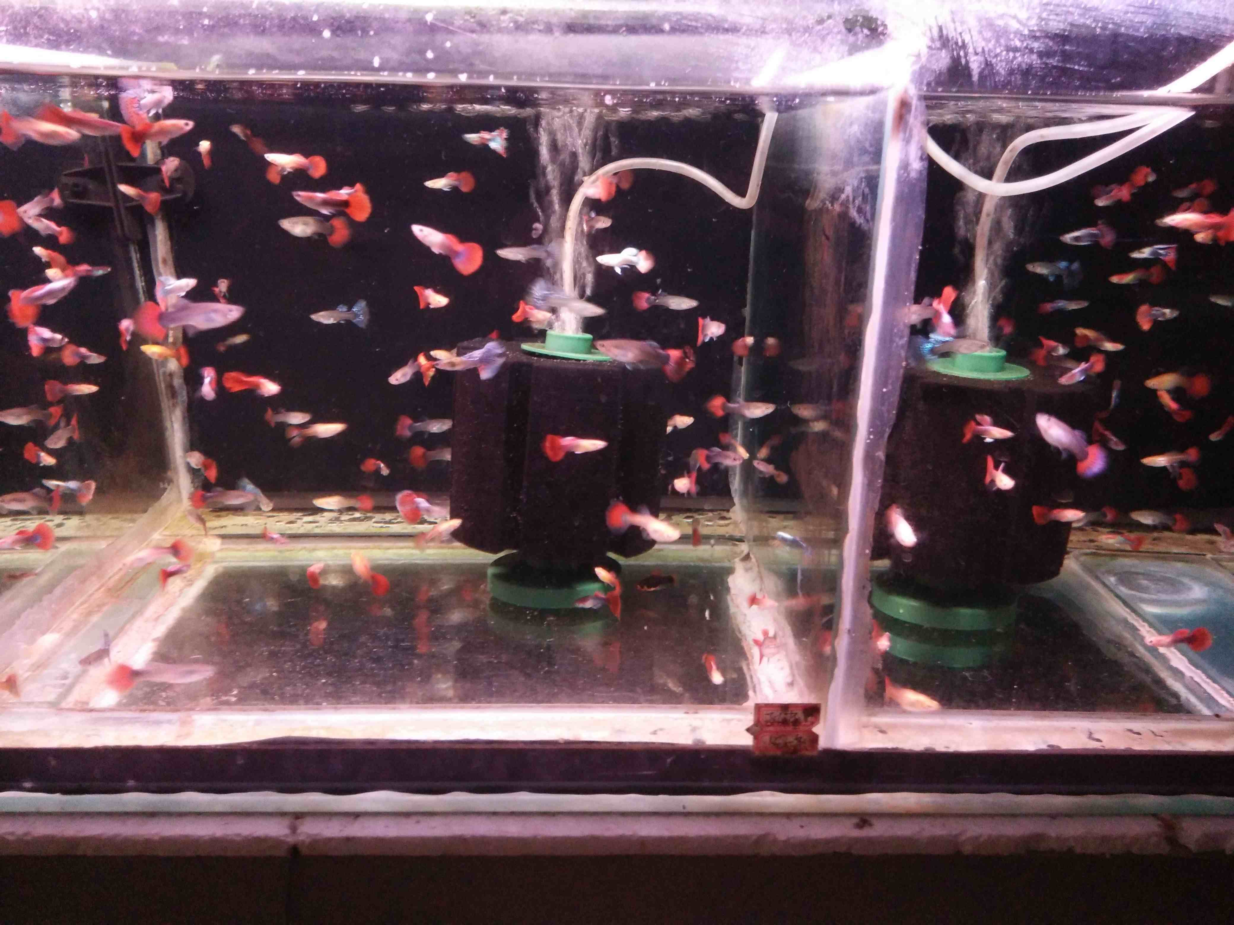 水妖精可以辅助过滤和增氧，但只是中大型鱼缸里的附属品！