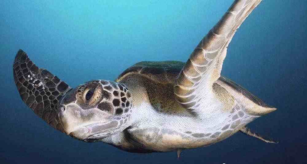 世界上最大的海龟是什么龟