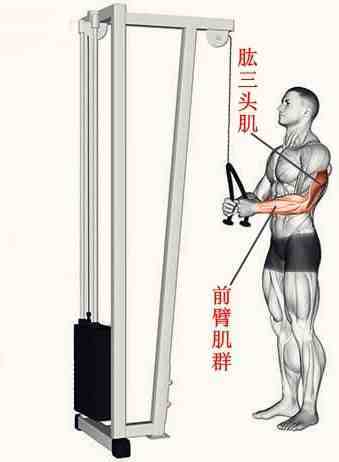 利用龙门架，做好1个动作“绳索下压”，更高效刺激你的肱三头肌