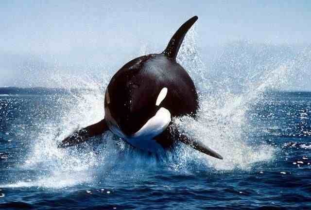 同样是海洋霸主，大白鲨跟虎鲸比起来，究竟谁更厉害？