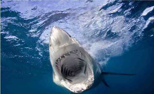 虎鲸 大白鲨|究竟谁更厉害？