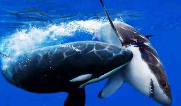 虎鲸 大白鲨|究竟谁更厉害？