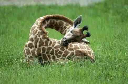 长颈鹿罕见且奇特的睡姿，一天仅睡半个小时
