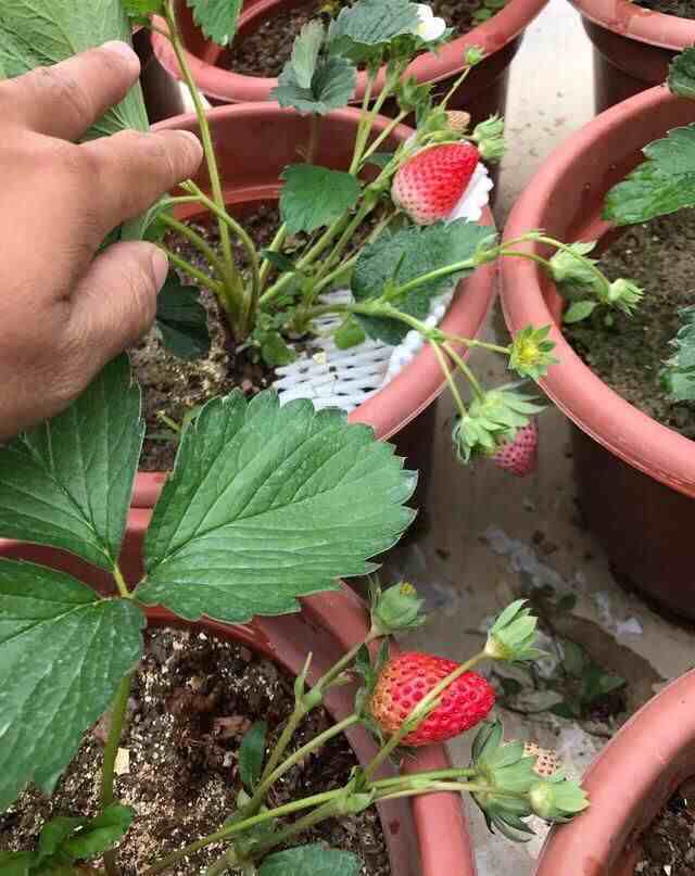 阳台种草莓|牢记3要点，草莓甜又大，红嘟嘟一串串，摘了一大盆